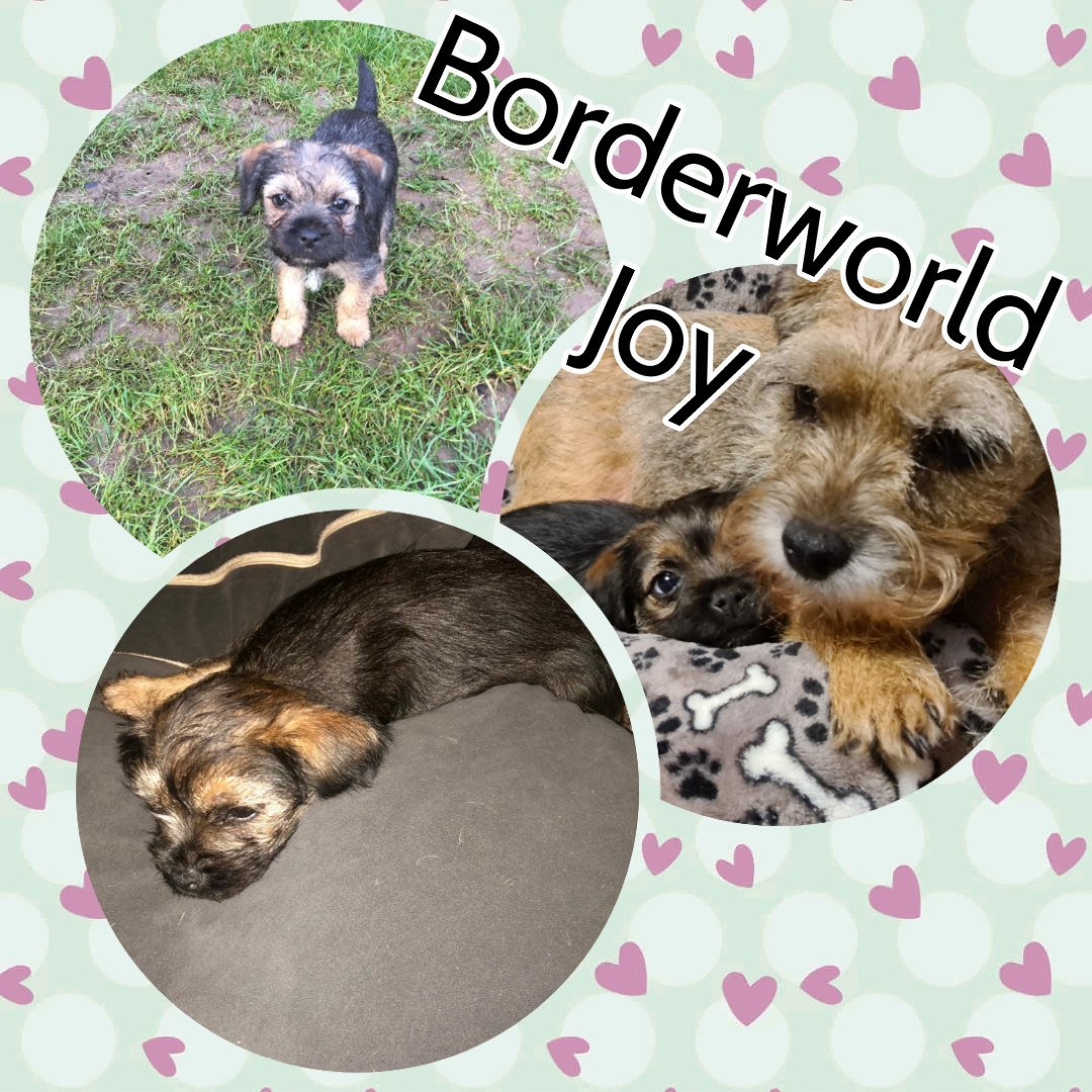 Borderworld Joy